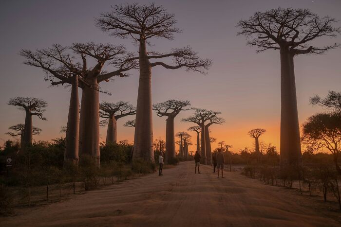 Madagascar: From Green to Red