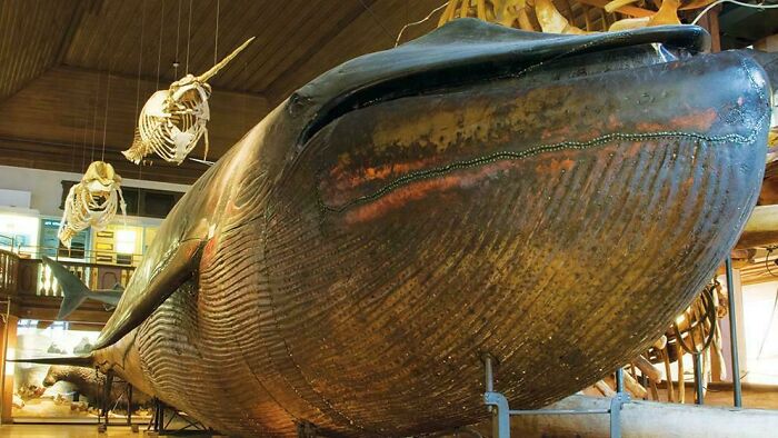 World’s Only Stuffed Blue Whale—You Can Find It in Sweden’s Natural History Museum