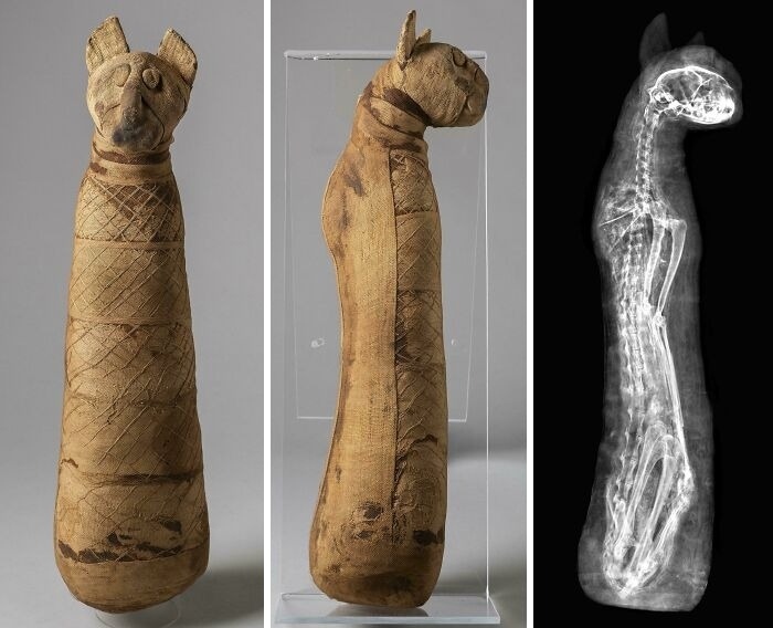 An Egyptian Cat Mummy Wrapped in Linen, Spotted With a Cool X-Ray, 400–200 BC