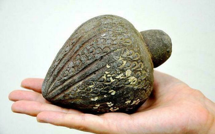 Ancient Hand Grenade Found Underwater, Possibly From Crusader or Mamluk Times