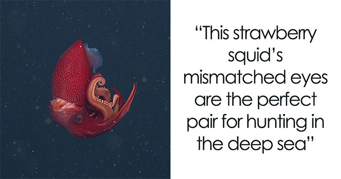 Meet 30 Deep-Sea Creatures So Weird They Should Be Aliens