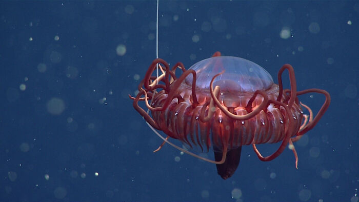 Deep-Sea Crown Jelly
