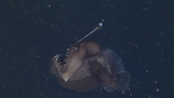 Deep-Sea Anglerfish