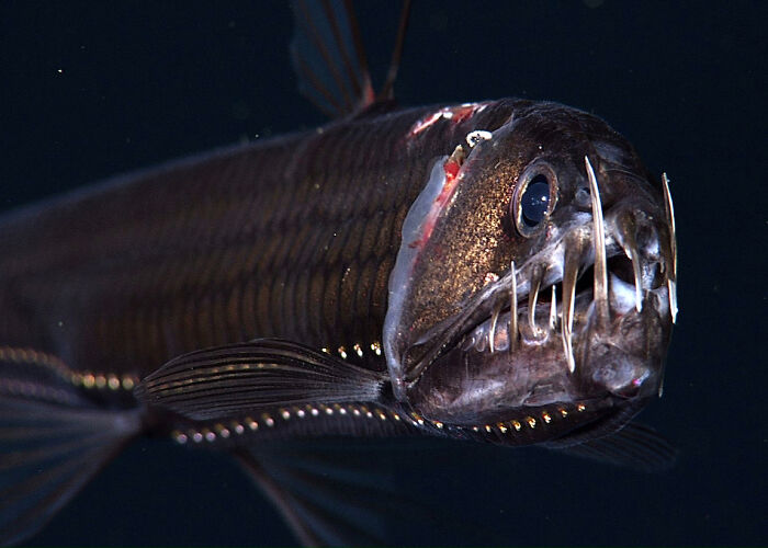 Pacific Viperfish