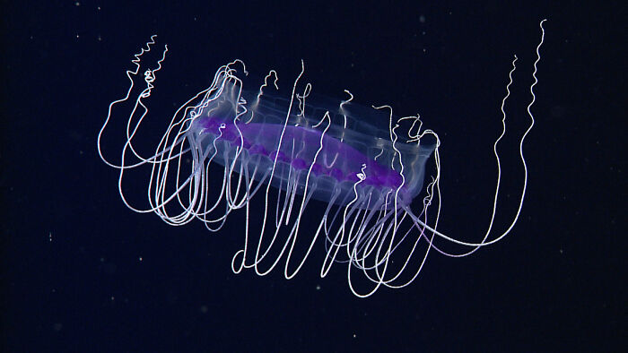 Dinner Plate Jelly
