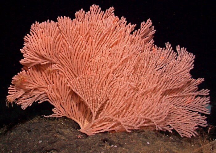 Bamboo Coral