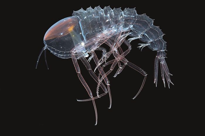 Crystal Amphipod