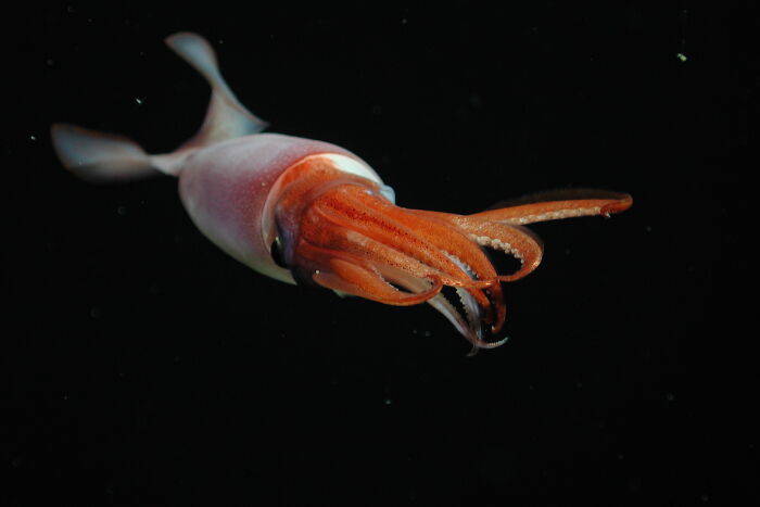 Armhook Squid