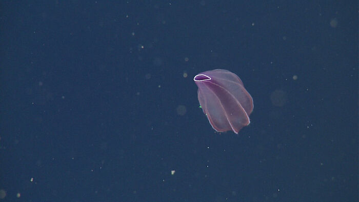 Abyssal Comb Jelly