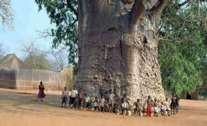 This 2,000-Year-Old Tree Just Chilling in South Africa’s Limpopo