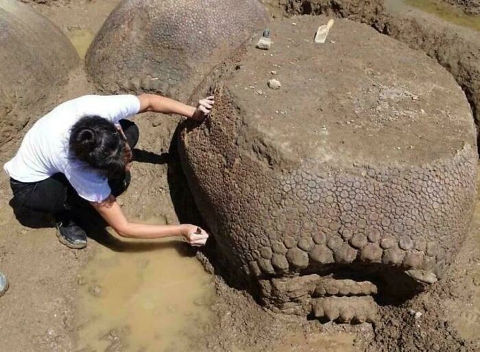 An Argentinian Farmer Found a Family of Car-Sized Armadillos From 20,000 Years Ago Just Hanging Out