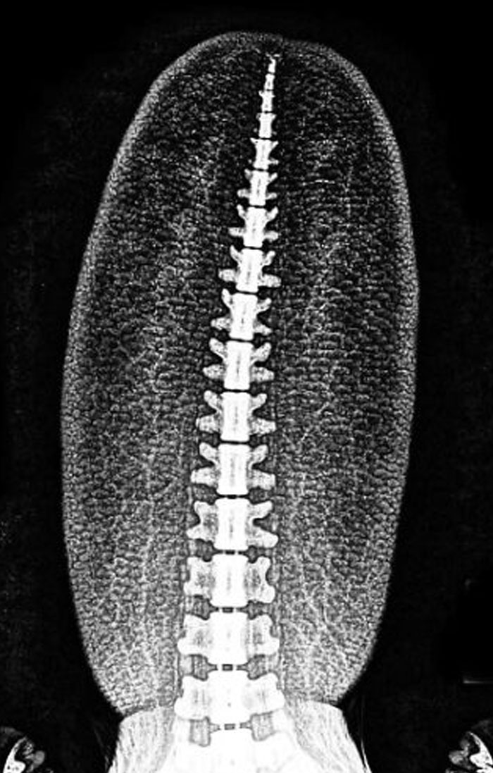 Here’s An X-Ray Of A Beaver’s Tail, And It’s Way Cooler Than You Thought