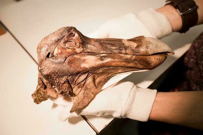 The Head of the Only Dodo Specimen with Soft Tissue Still Hanging On