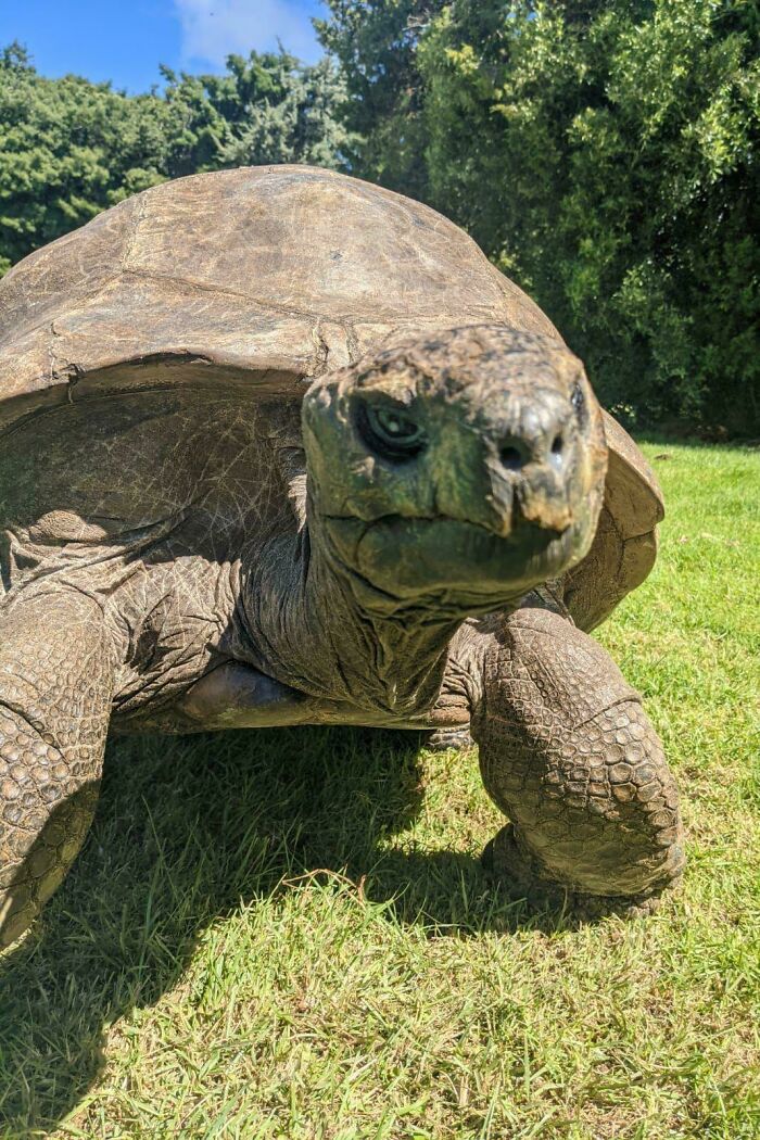 Meet Jonathan: A 192-Year-Old Turtle That’s Basically a Legend