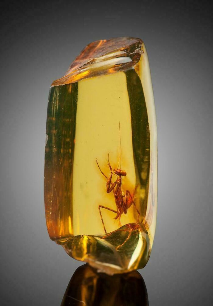 A Praying Mantis Trapped in Amber for 30 Million Years (Frozen in Time!)
