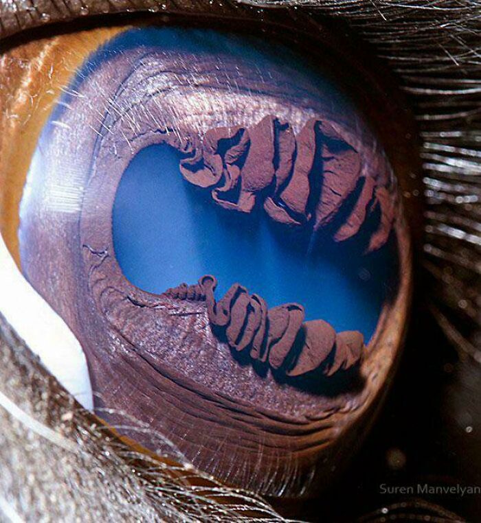 Take a Closer Look at a Llama's Eyeball—You Won't Believe the Details!