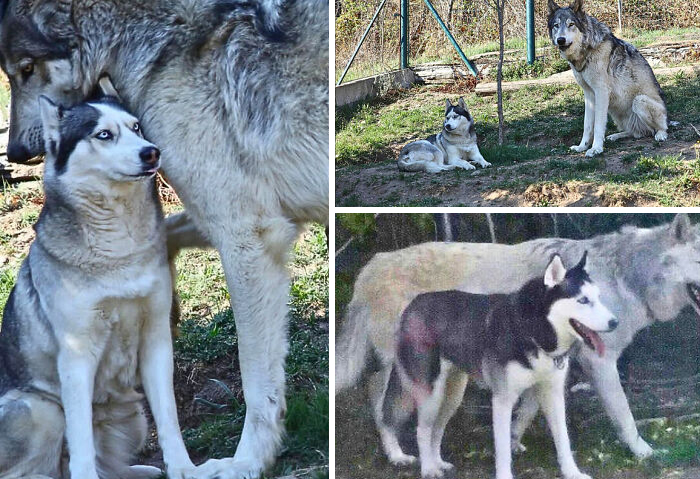 Husky vs. Wolfdog vs. Real Wolf: The Size Difference Will Blow Your Mind!