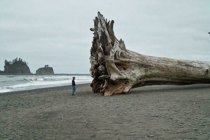 Huge Western Red Cedar Trees Washed Up on La Push Beach—Nature’s Way of Saying: Respect the Ocean!