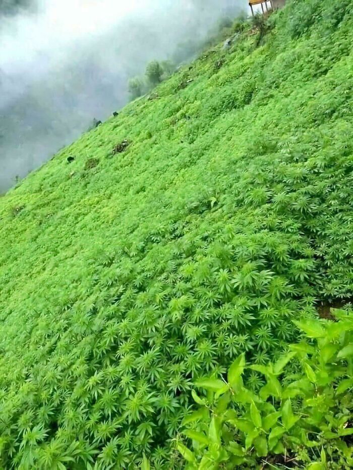 Cannabis Just Doing Its Own Thing Naturally in the Himalayas