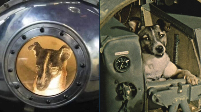 68 Years Ago, Laika the Dog Became the First Animal to Orbit Earth—A Space Hero with a Tail