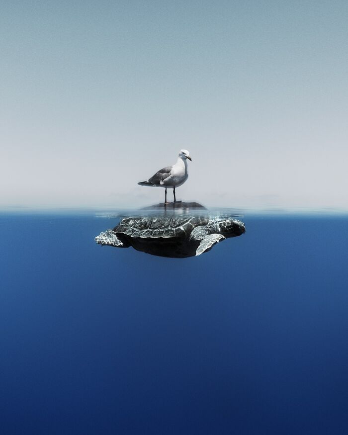 Seagull's Surprise Ride: Sea Turtle Edition