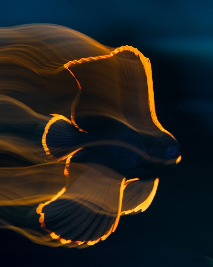 The Drama Queen Fish: Juvenile Pinnate Batfish in Action