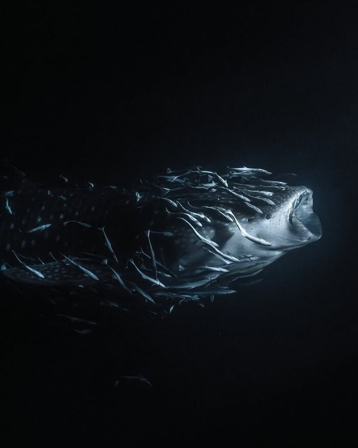 Nighttime Whale Shark Party in the Maldives