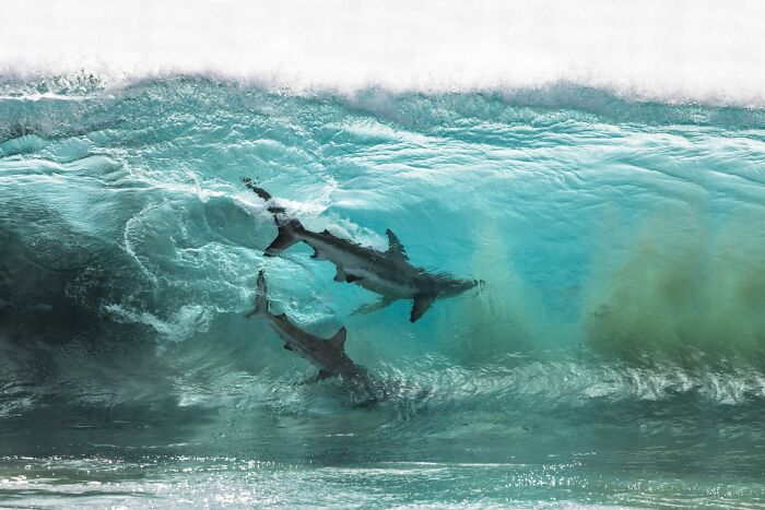 Surfing Sharks? Yep, That’s a Thing!