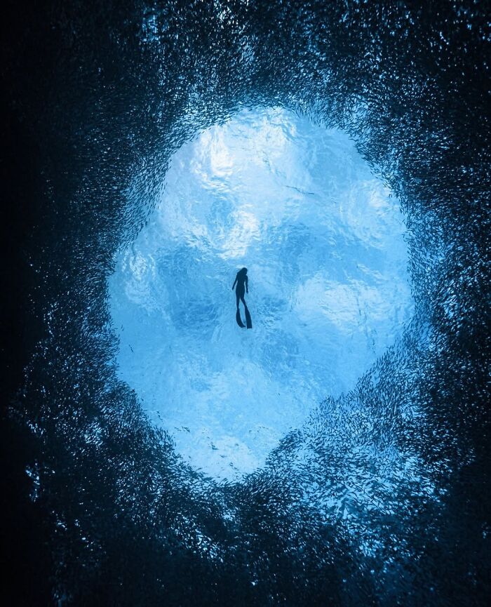 Freediver Surrounded by Sardine Magic