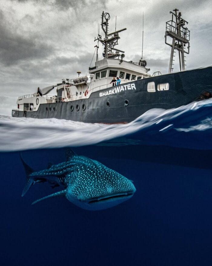 Whale Shark & Research Ship: Science Meets Sea Giant