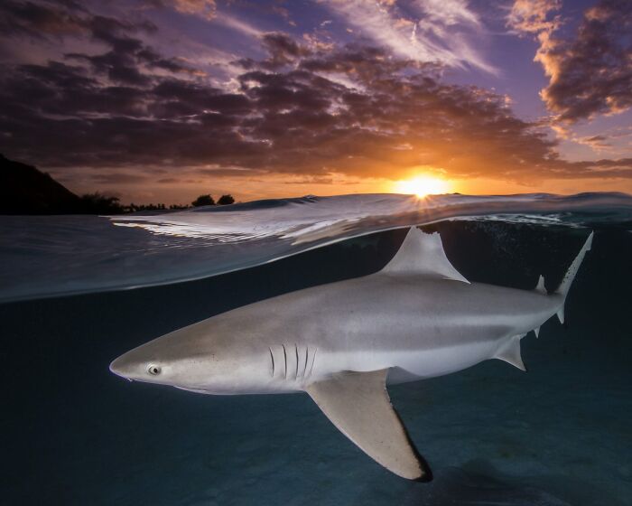 Blacktip Reef Shark Sunset Selfie