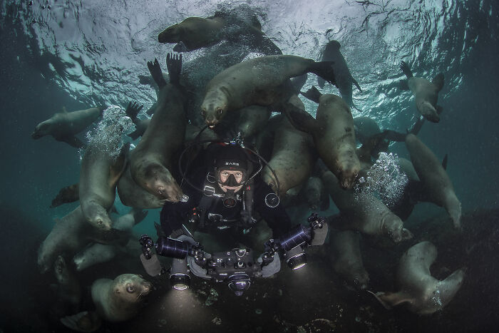 Diving with Sea Lion Hugs (No Treats Needed!)