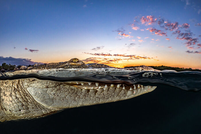 Sunset Swim With A Crocodile? Yes, Please!