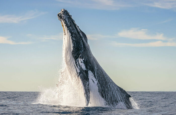 Humpback Whale Breach: The Ultimate Wave Jump