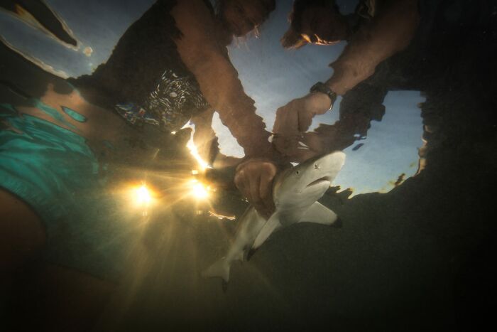 Shark Scientists Tag Baby Sharks (Cutest Research)