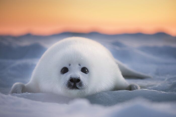 Seal Pup Life: From Mom’s Milk To Ice Survival