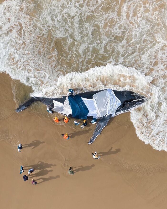 Heartbreaking Whale Rescue Drama