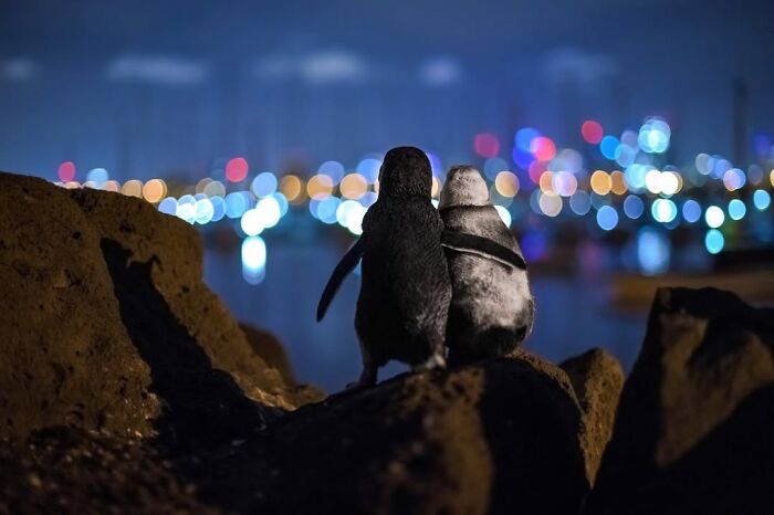 Penguin Love Under City Lights
