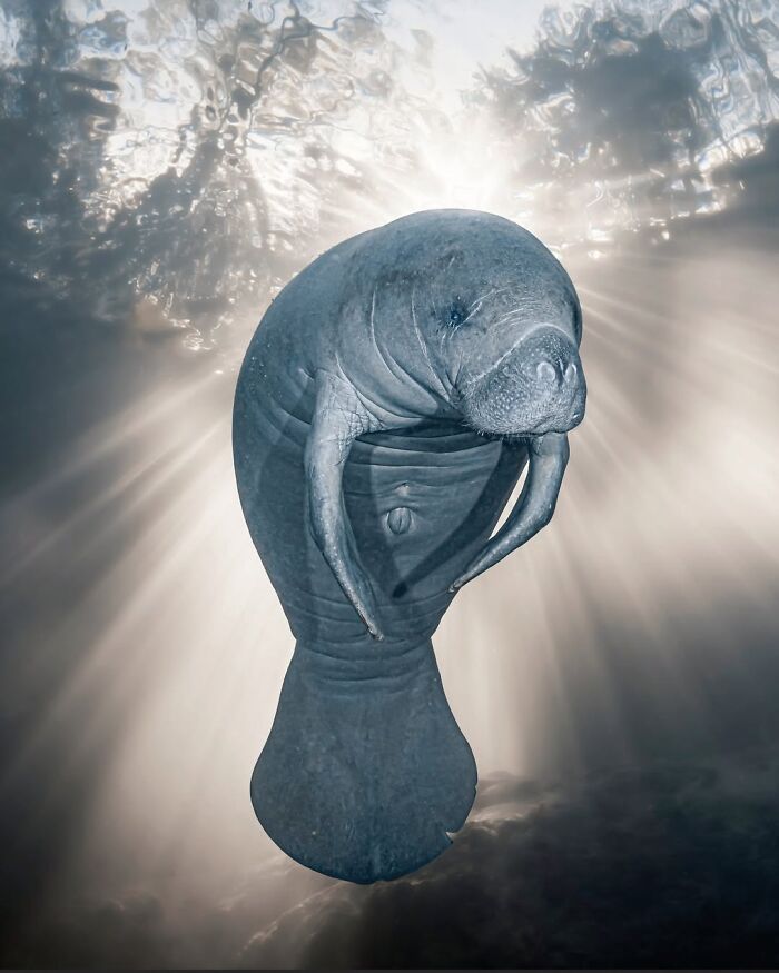 Manatee Sunbeam Stare Down