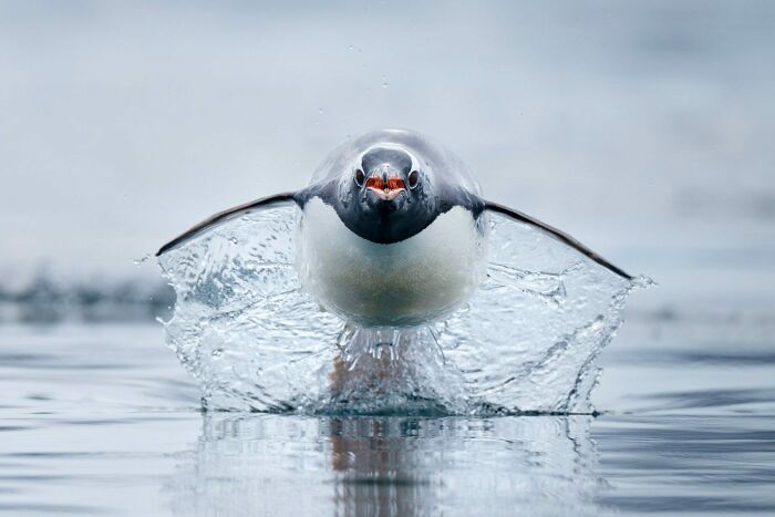 Penguin Sprint: The Fastest at 20 mph