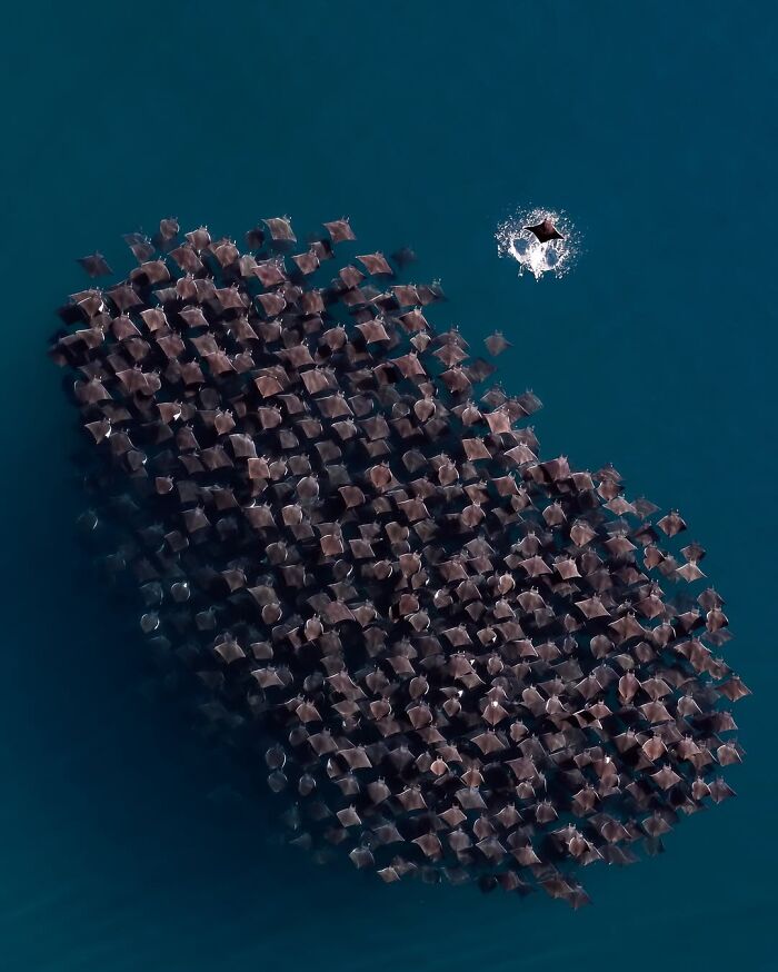 Drone’s Eye View of the Jumping Mobula Rays