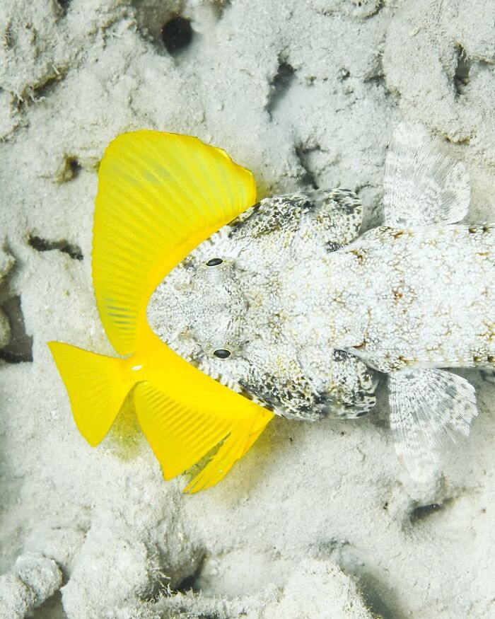 Lizardfish Vs. Dinner Camouflage Showdown