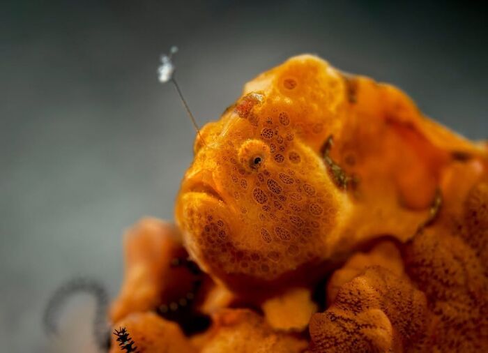 Frogfish Fishing with Crazy Camouflage