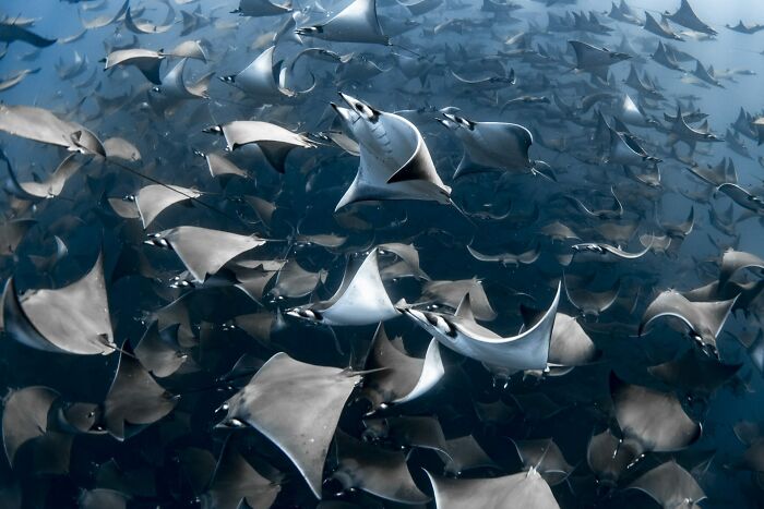 Mobula Rays: The Ultimate Ocean Dance Party