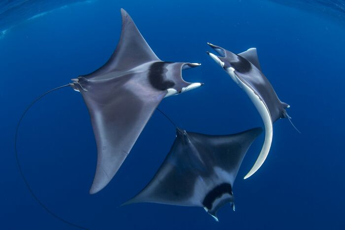 Spinetail Devil Rays Doing Their Thing