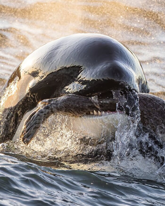 Orca ‘Rook’ Shows Off Hunting Skills at Sunset