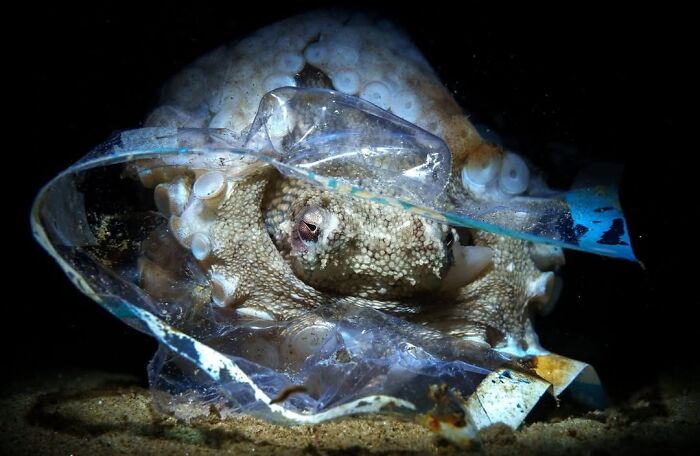Octopus Moves Into Plastic Home—Not Cool