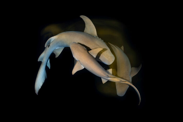 Nurse Sharks in a Nighttime Dance-Off