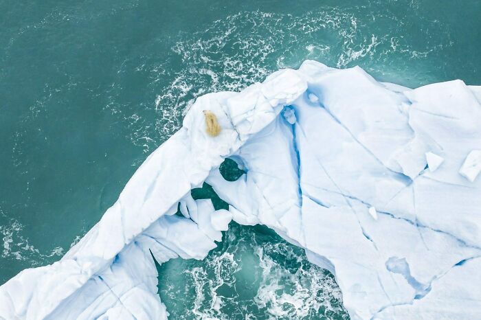 Polar Bear’s Iceberg Hunting Spot