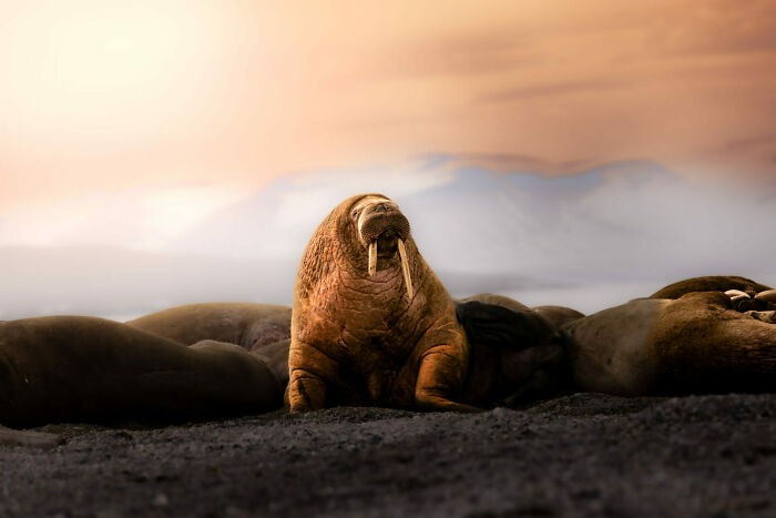 Toothy Walrus and Photographer: Distant Cousins?